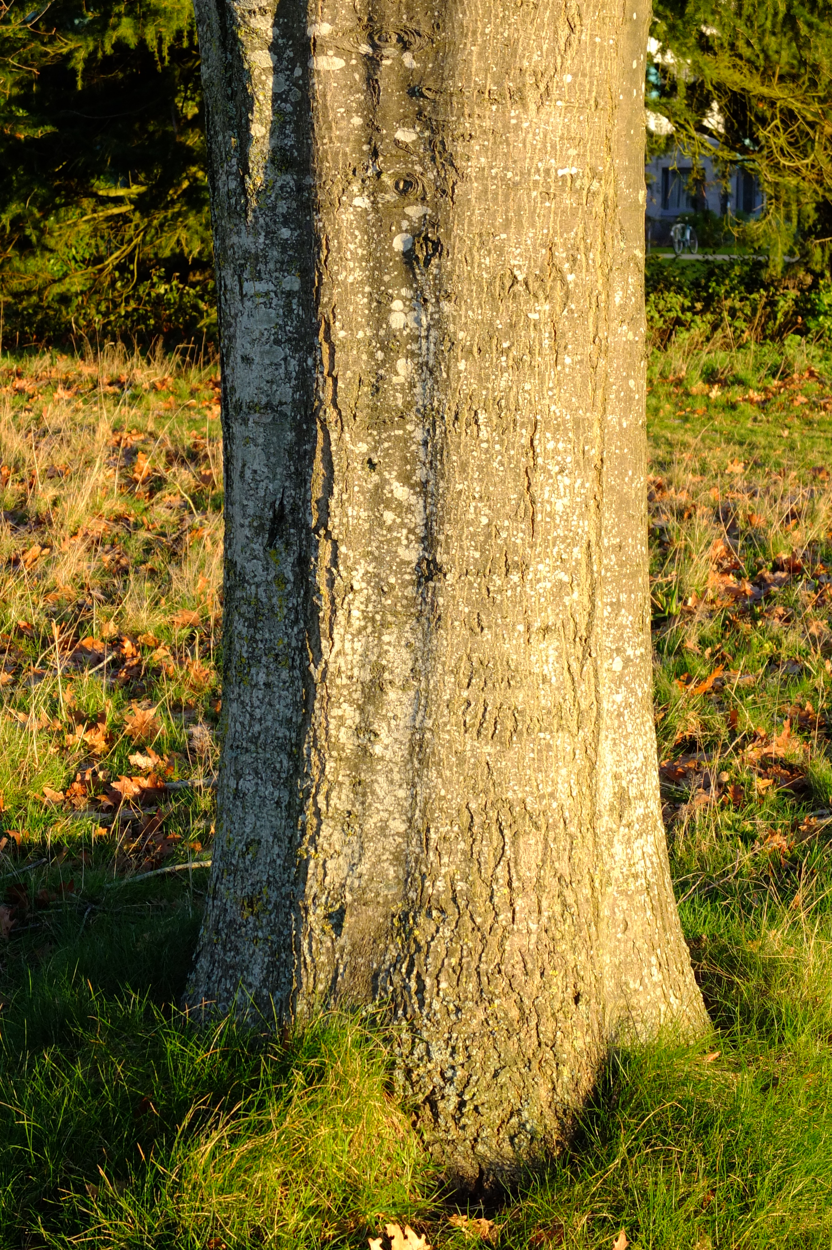 full-size image
