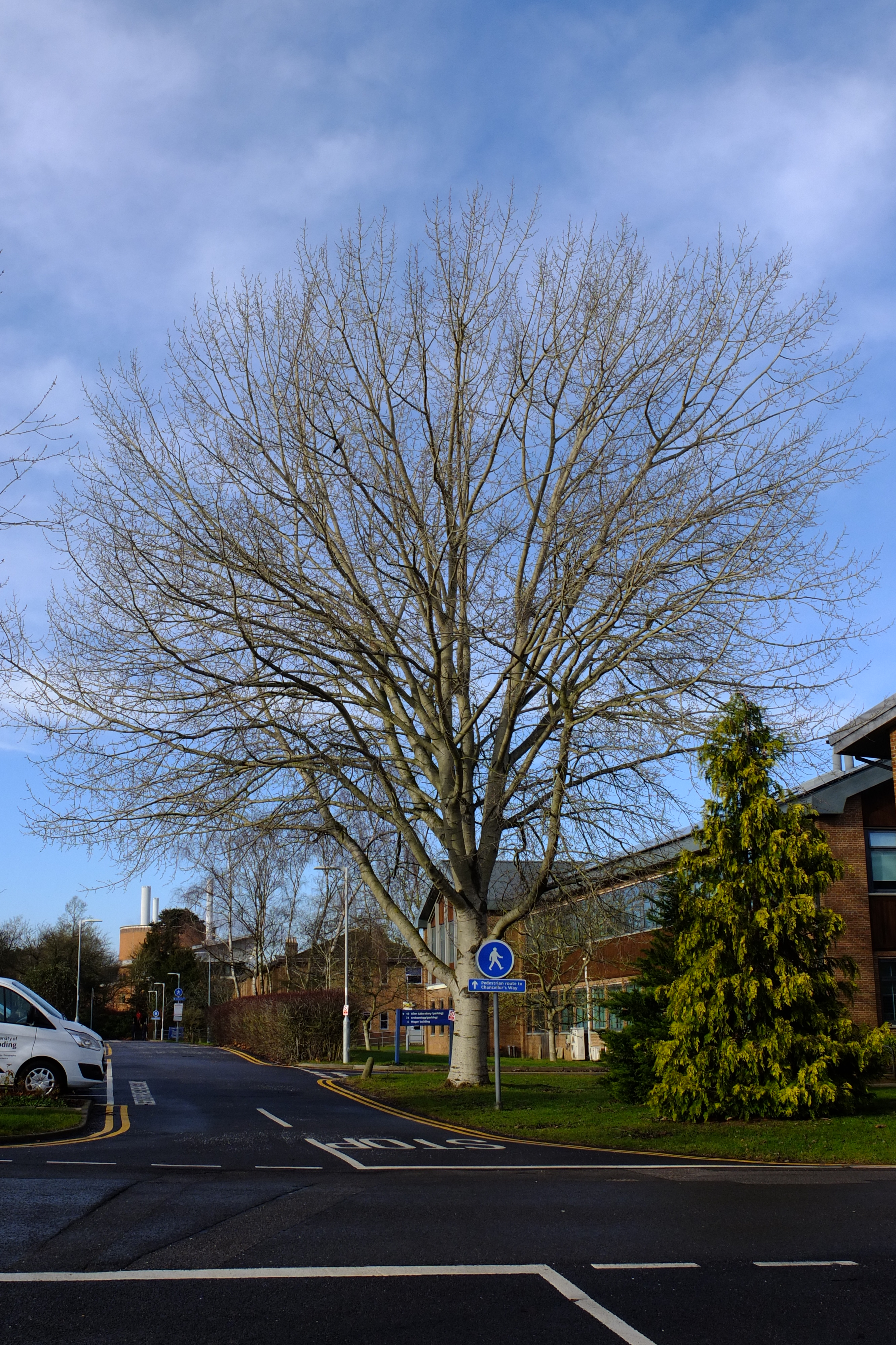full-size image