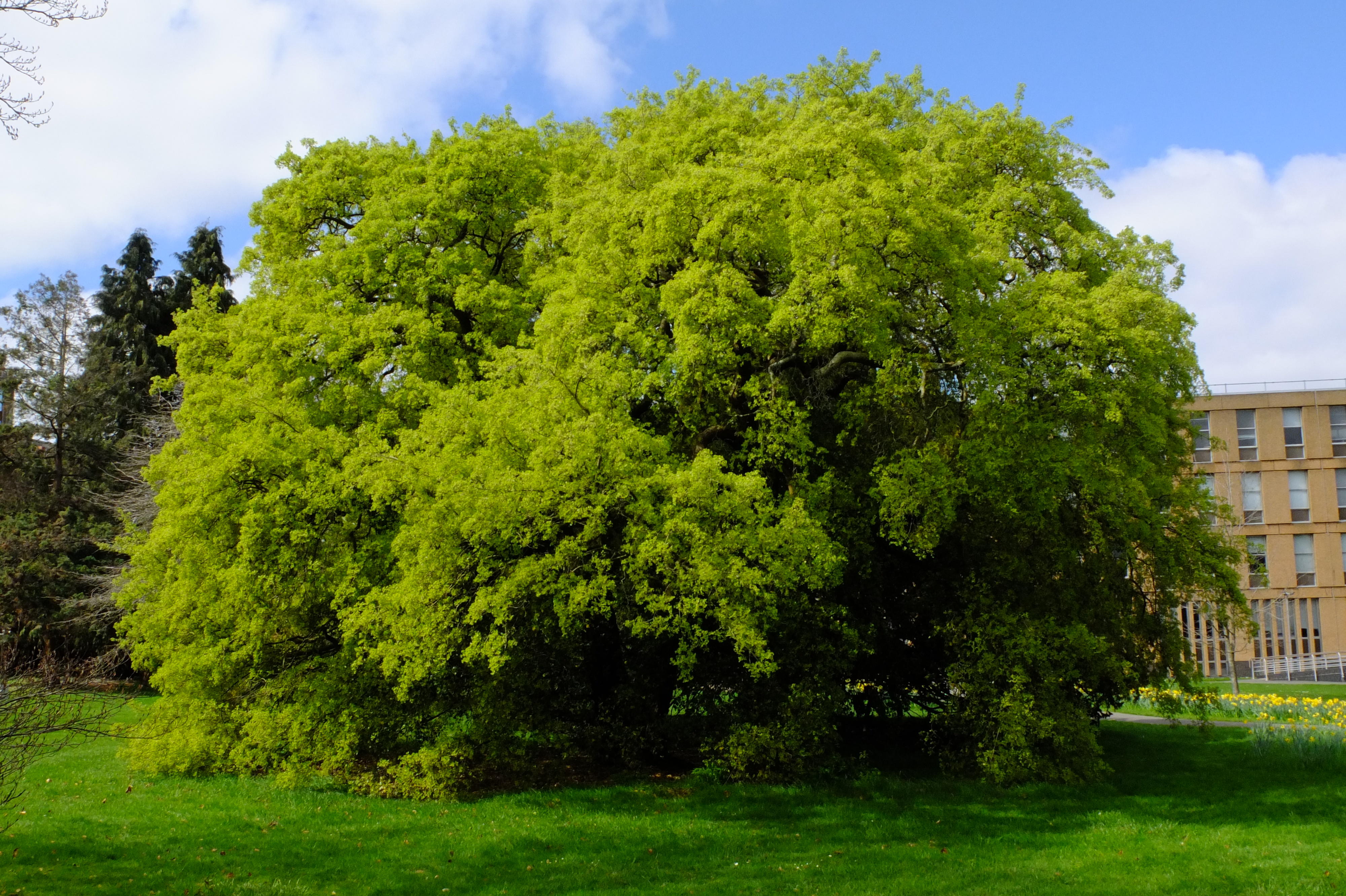 full-size image