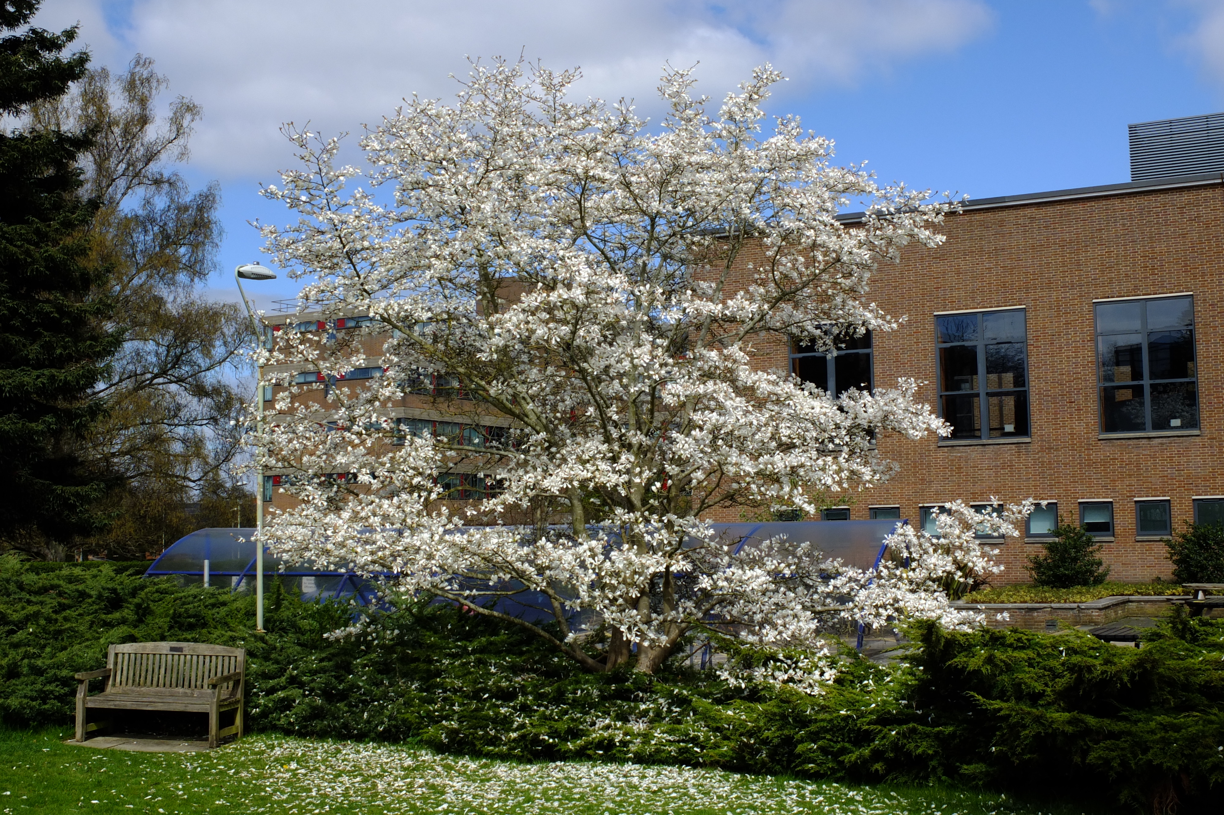 full-size image