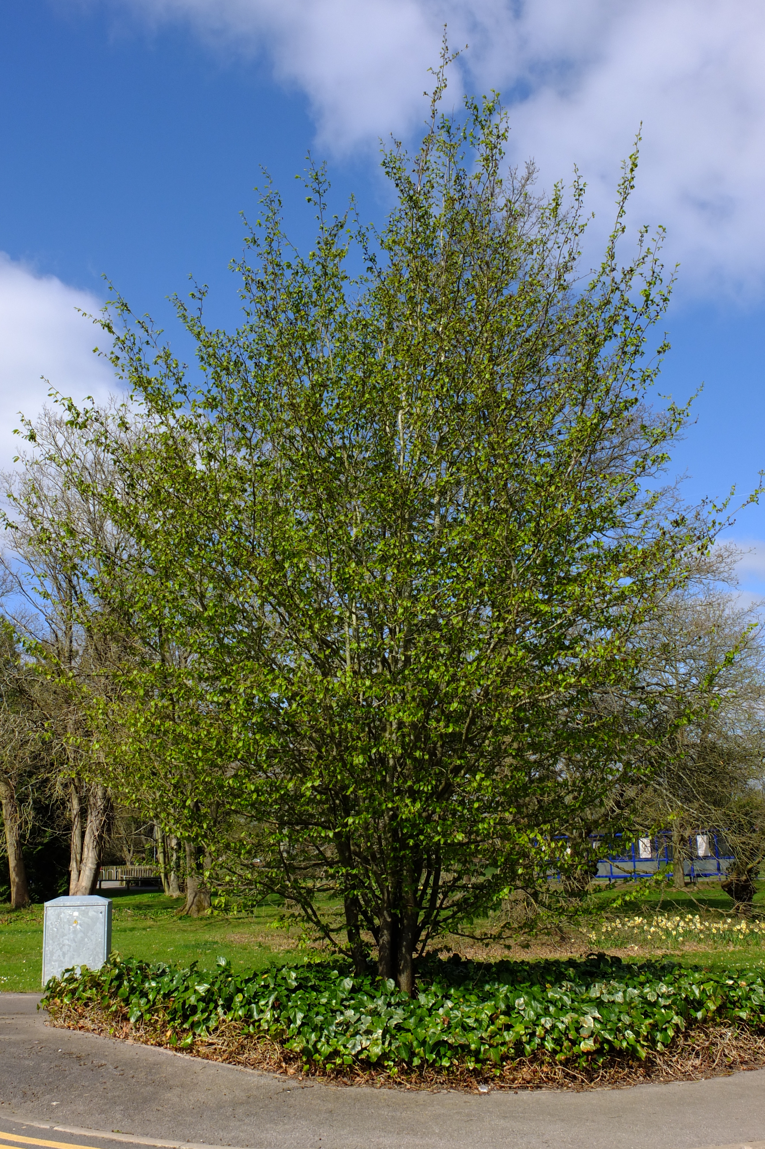 full-size image