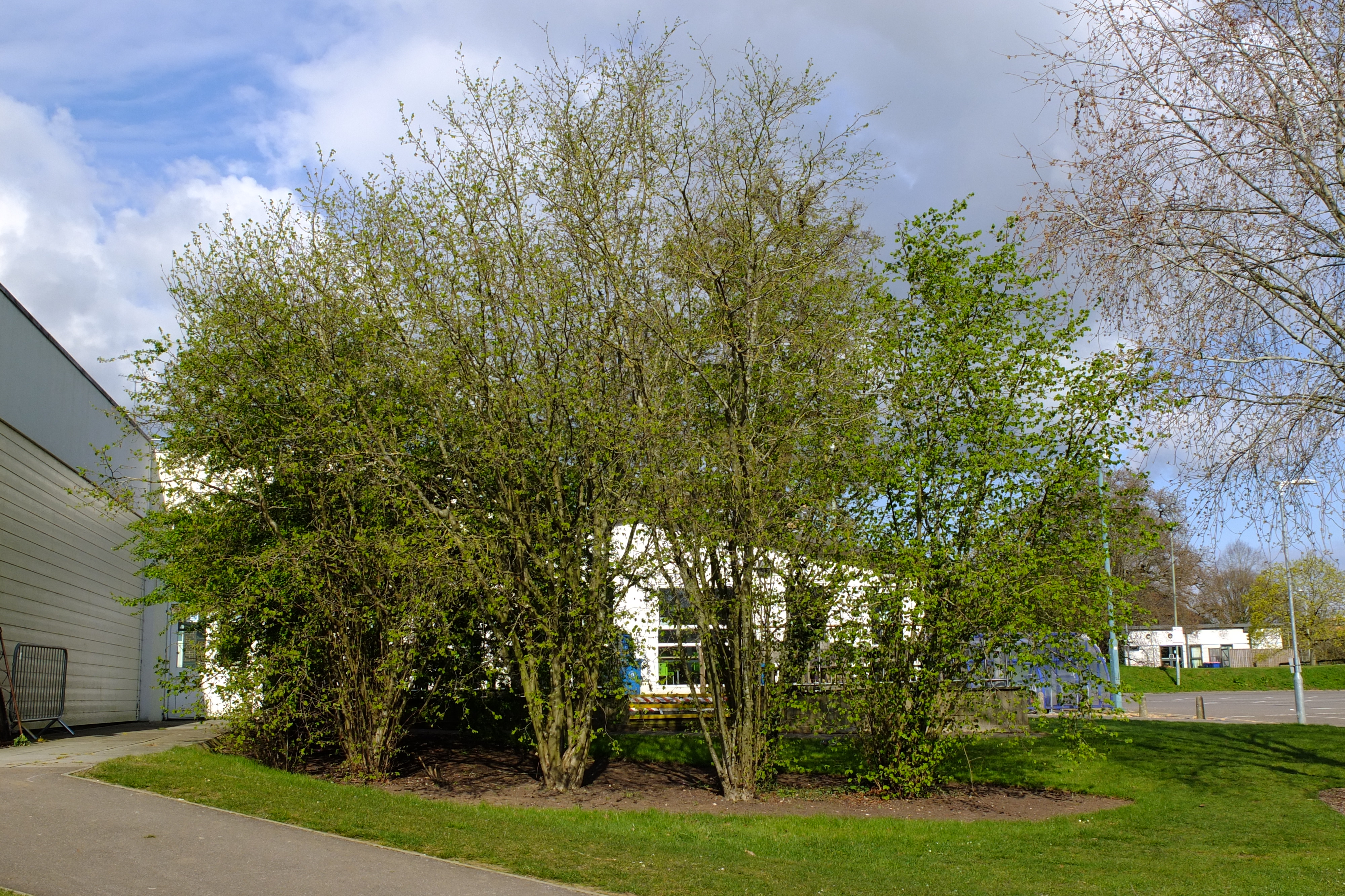 full-size image