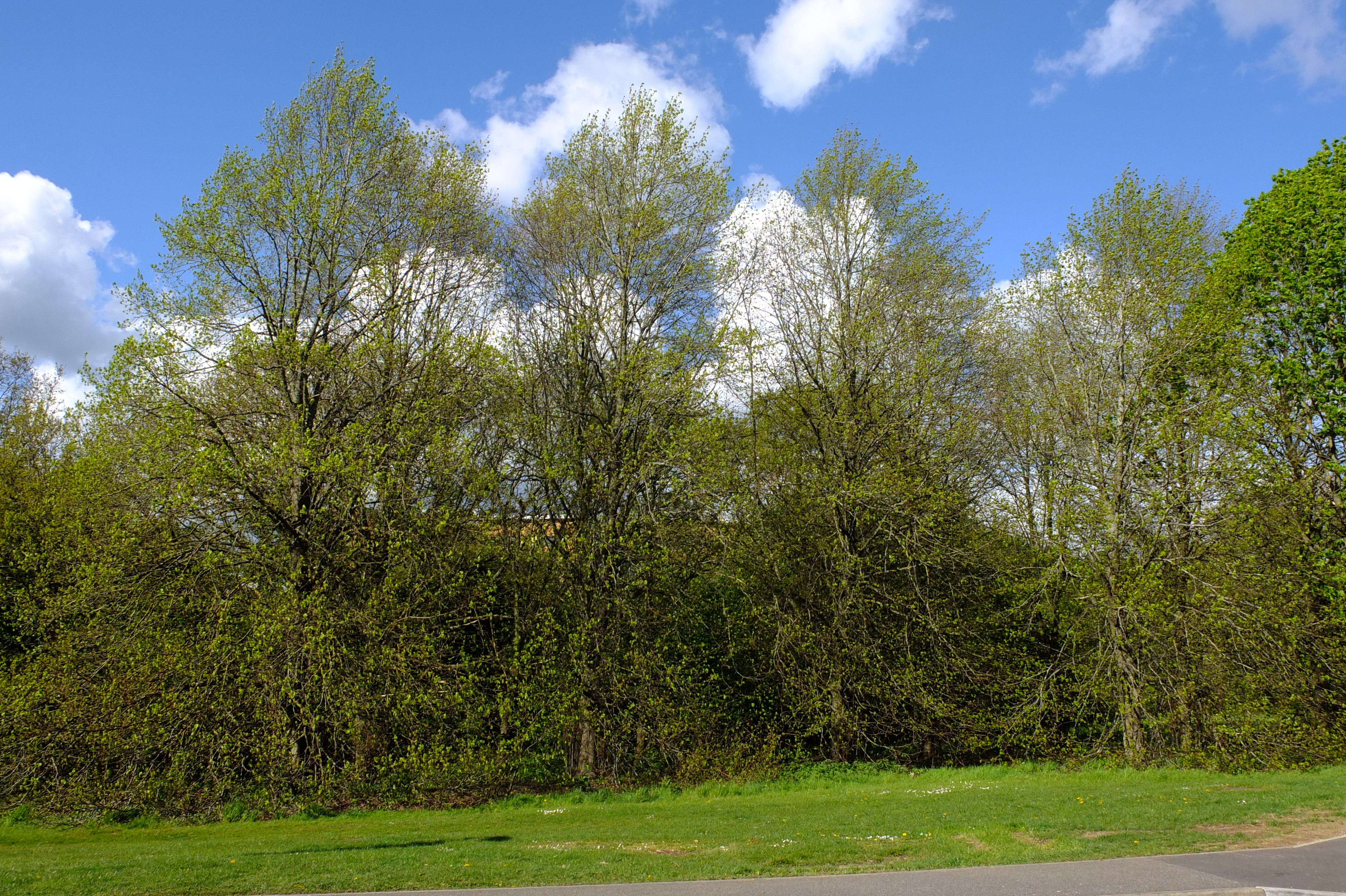full-size image