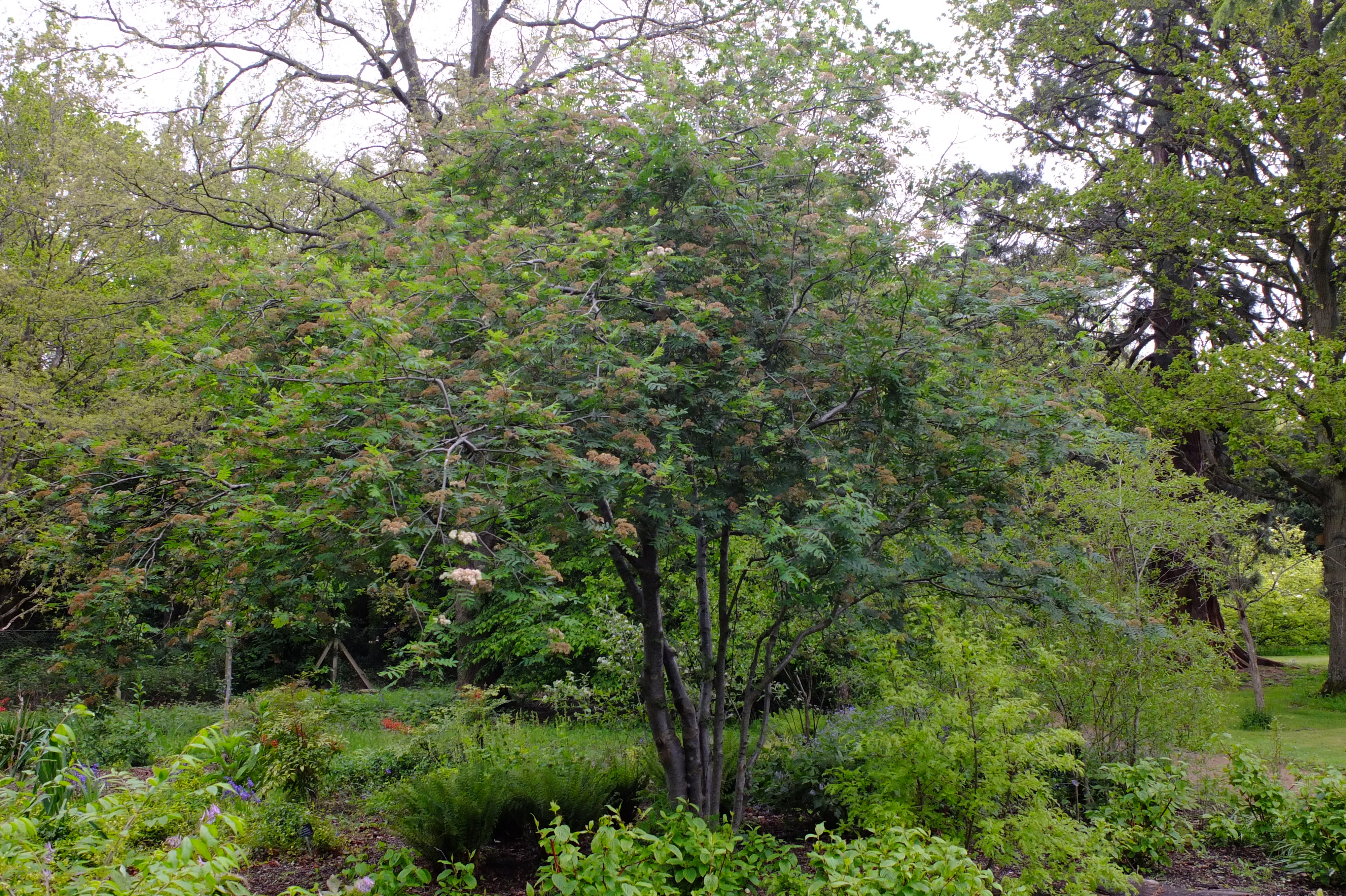 full-size image