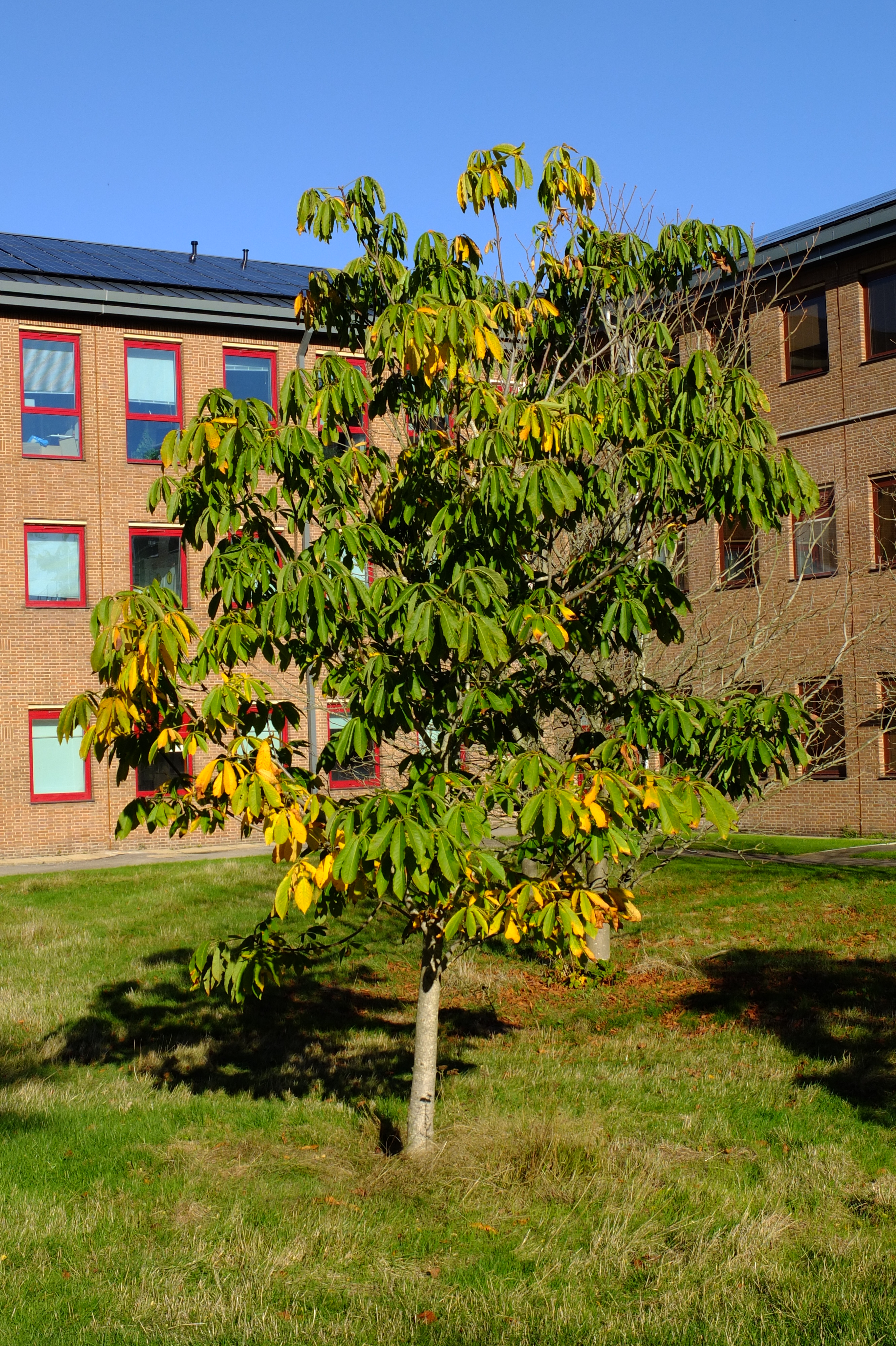 full-size image