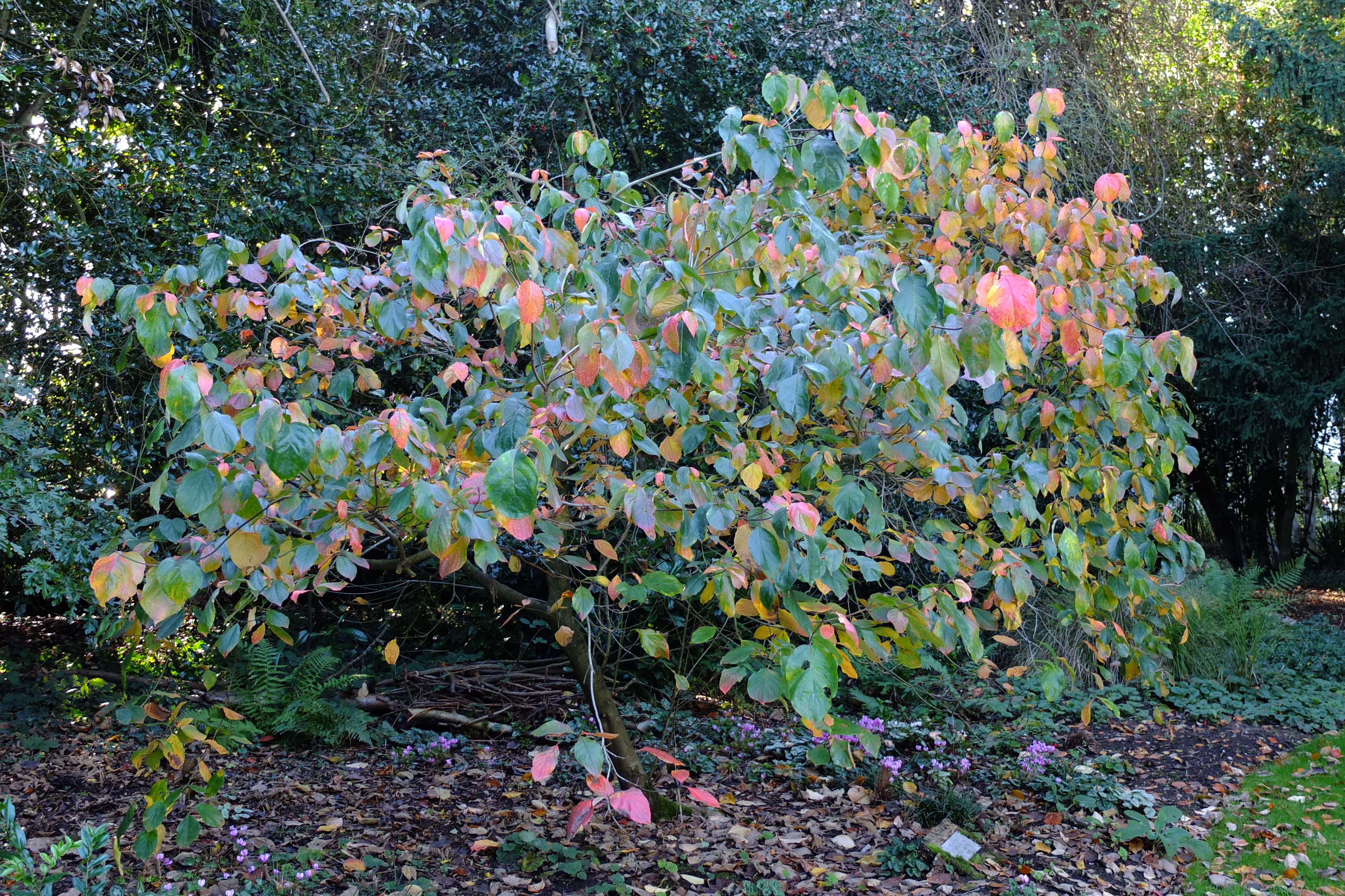 full-size image