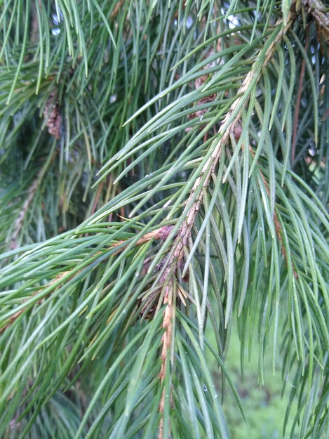 October close-up photo