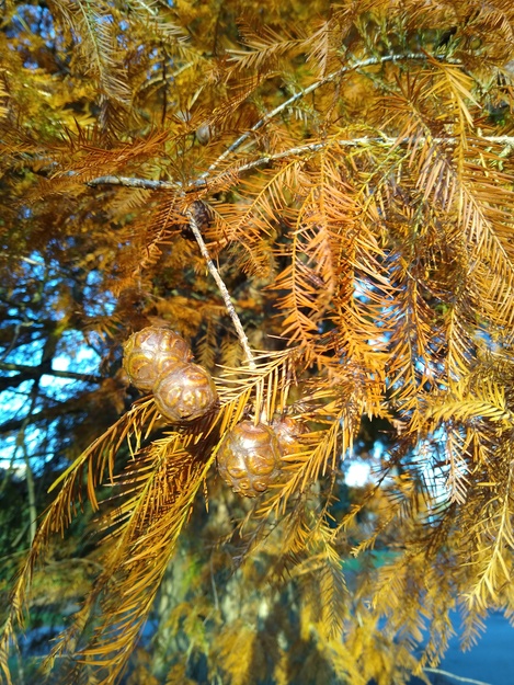 November close-up photo