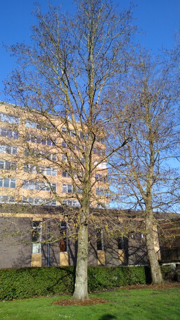 March tree photo