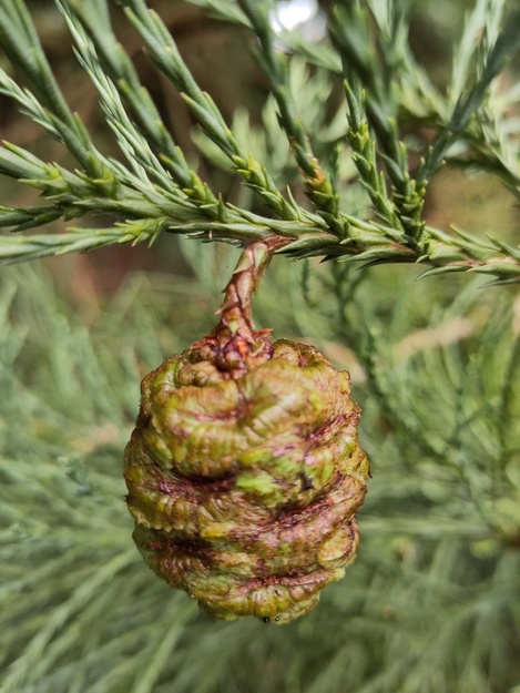 August close-up photo