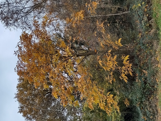Green Walk tree photo