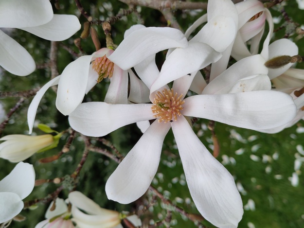 March close-up photo