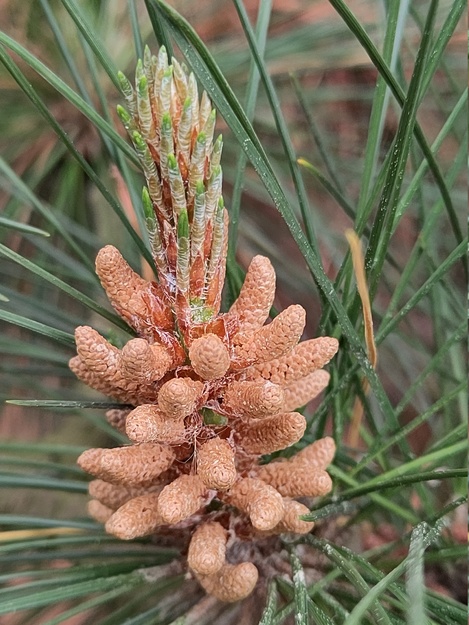 March close-up photo