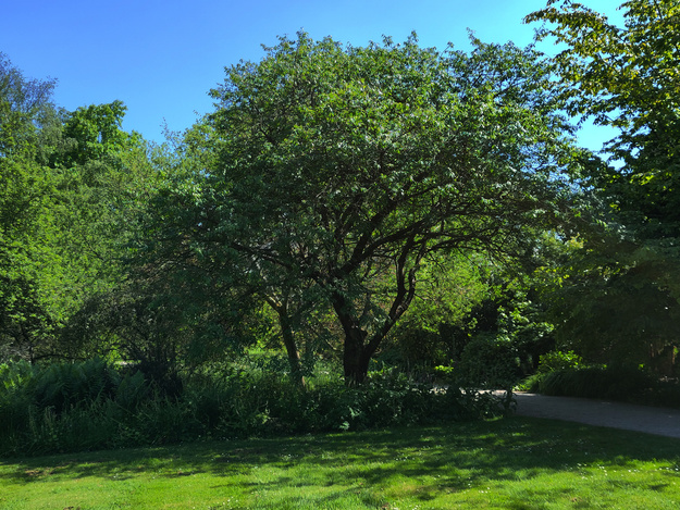 May tree photo