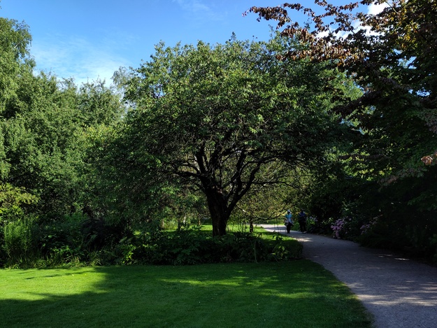 July tree photo