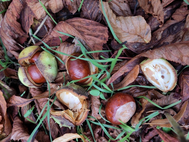 September close-up photo