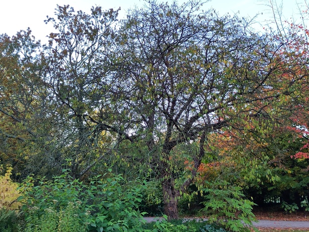 Photo of Prunus serrula