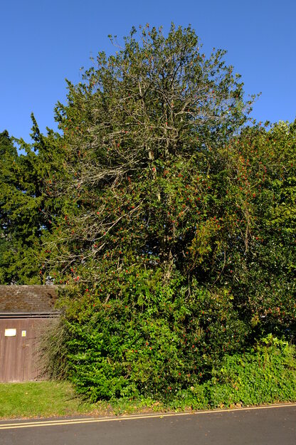 October tree photo