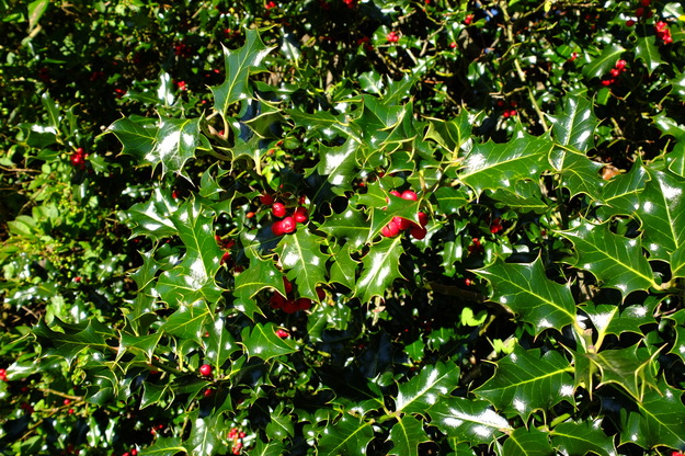 October close-up photo