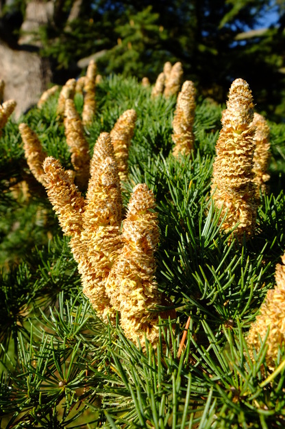 October close-up photo