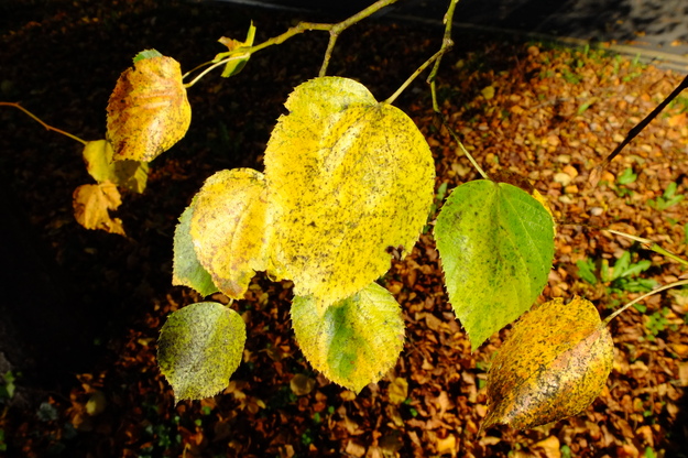 October close-up photo