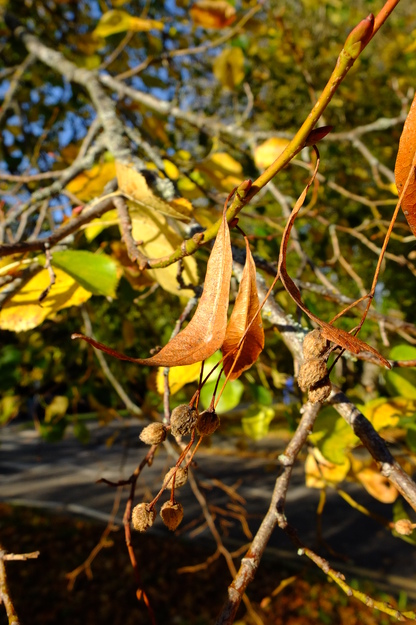 October close-up photo