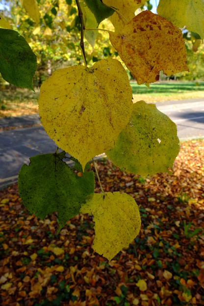 October close-up photo
