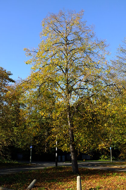 Hoskins West tree photo