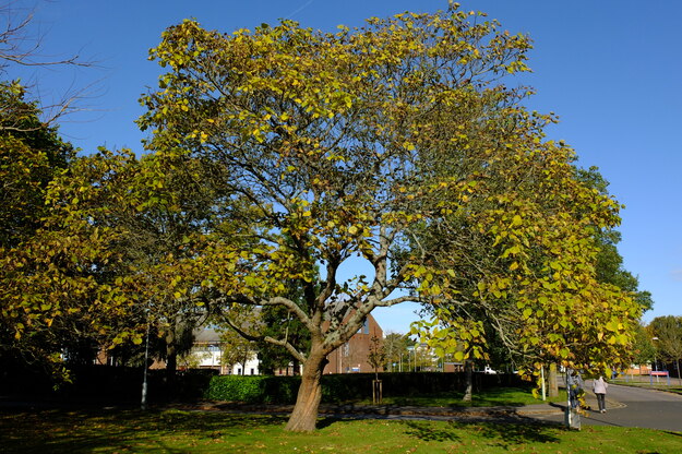 October tree photo