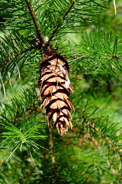 October close-up photo