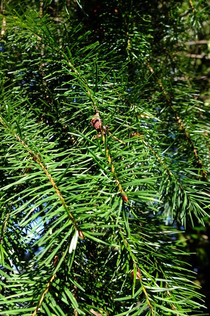 October close-up photo