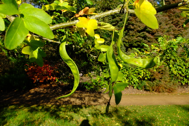 October close-up photo