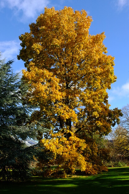 October tree photo