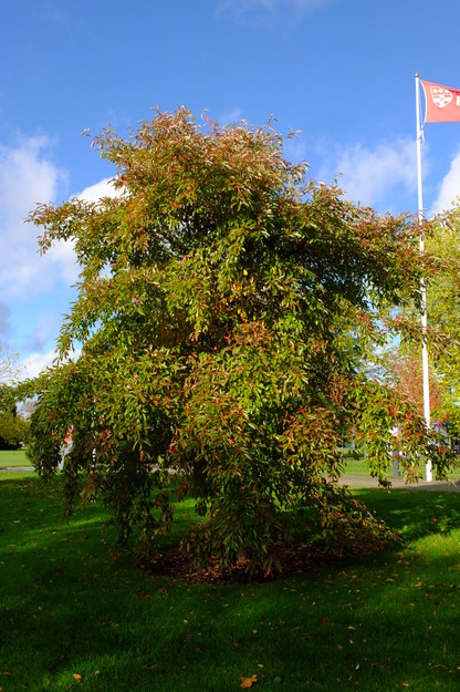 October tree photo