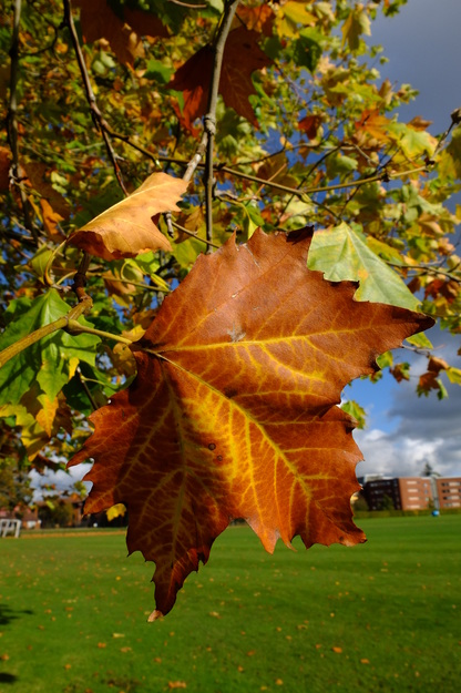 October close-up photo