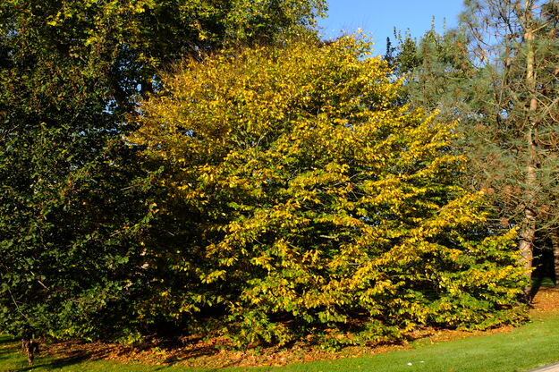 November tree photo