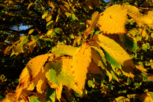 November close-up photo