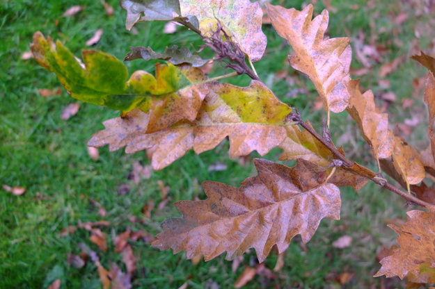 November close-up photo