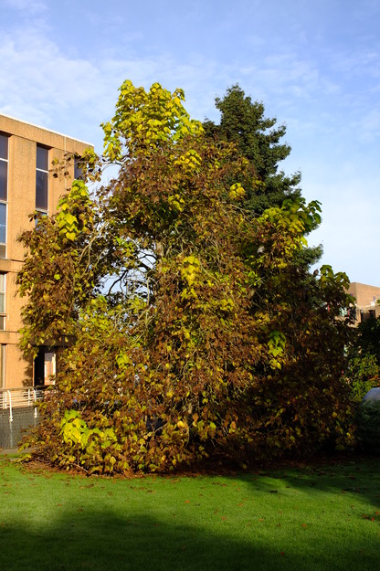 Photo of Catalpa bignonioides
