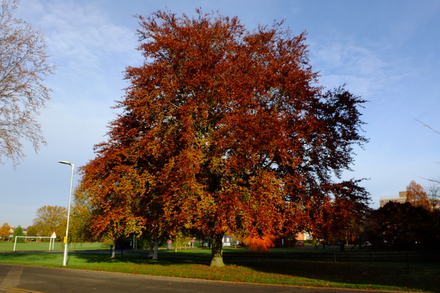 Photo of Fagus sylvatica cultivar