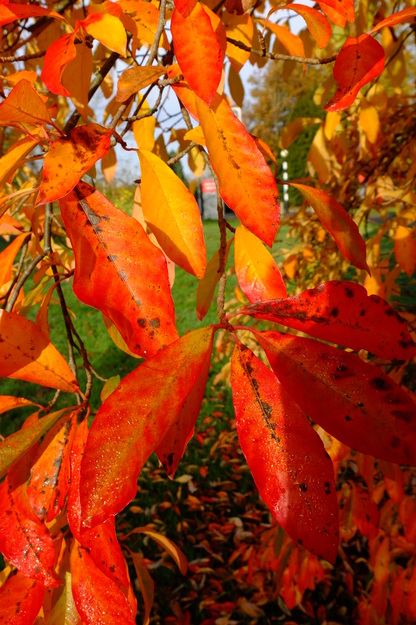 November close-up photo