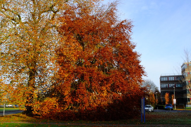 Whiteknights House West tree photo