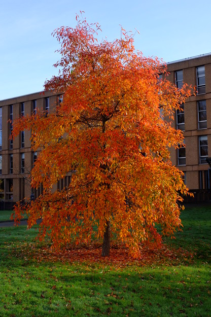 Whiteknights House West tree photo