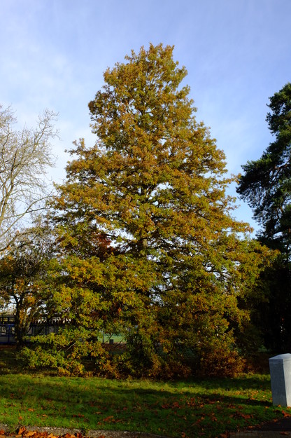 Photo of Quercus cerris