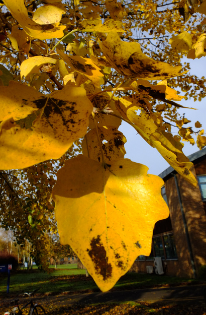 November close-up photo