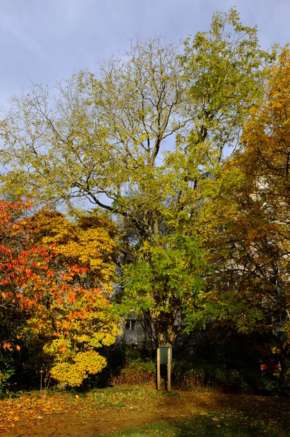 November tree photo