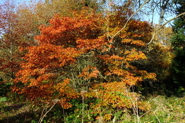 Causeway Bridge tree photo