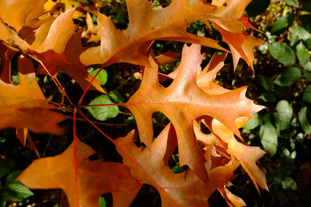 November close-up photo