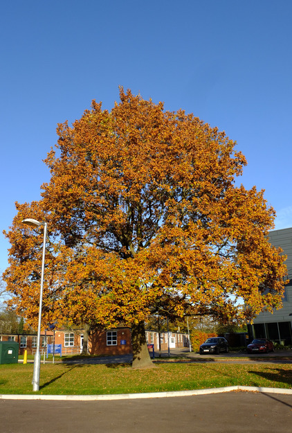 East Road tree photo