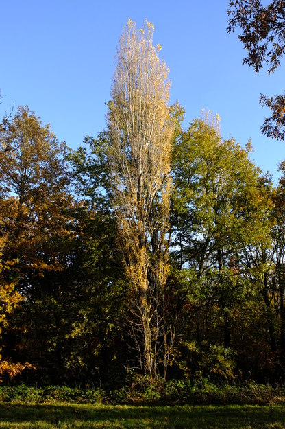 Green Walk tree photo